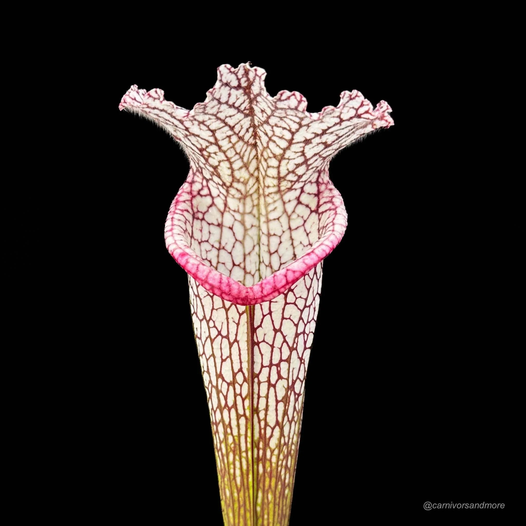 Sarracenia leucophylla, Splinter, clone # 7/1 大森食虫植物農園