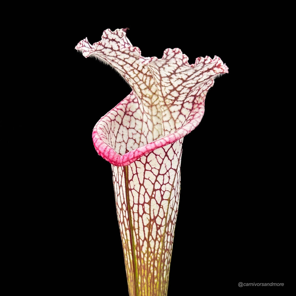 Sarracenia leucophylla, Splinter, clone # 7/1 大森食虫植物農園