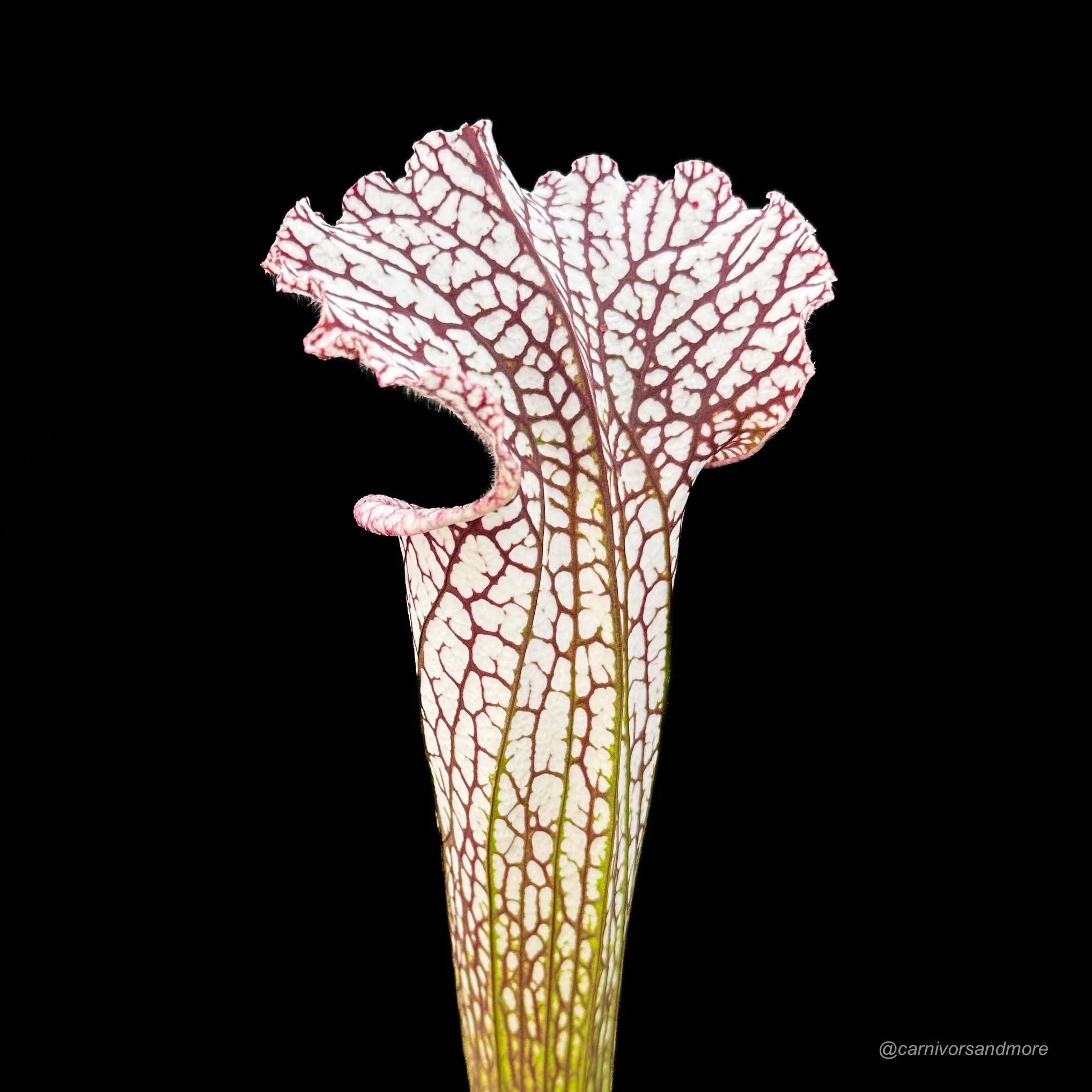 Sarracenia leucophylla, Splinter, clone # 7/1 大森食虫植物農園