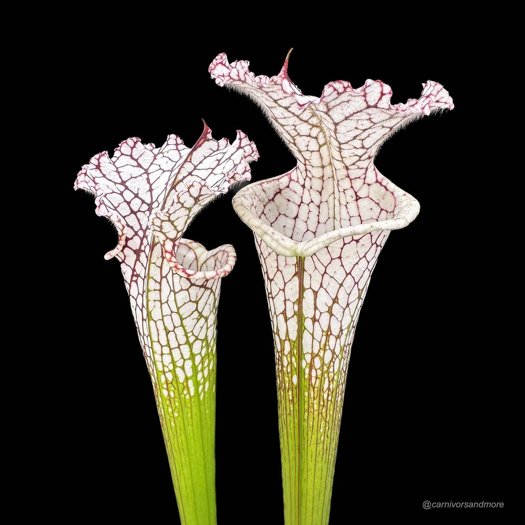 Sarracenia leucophylla „Tall Bright Pitchers“ 大森食虫植物農園