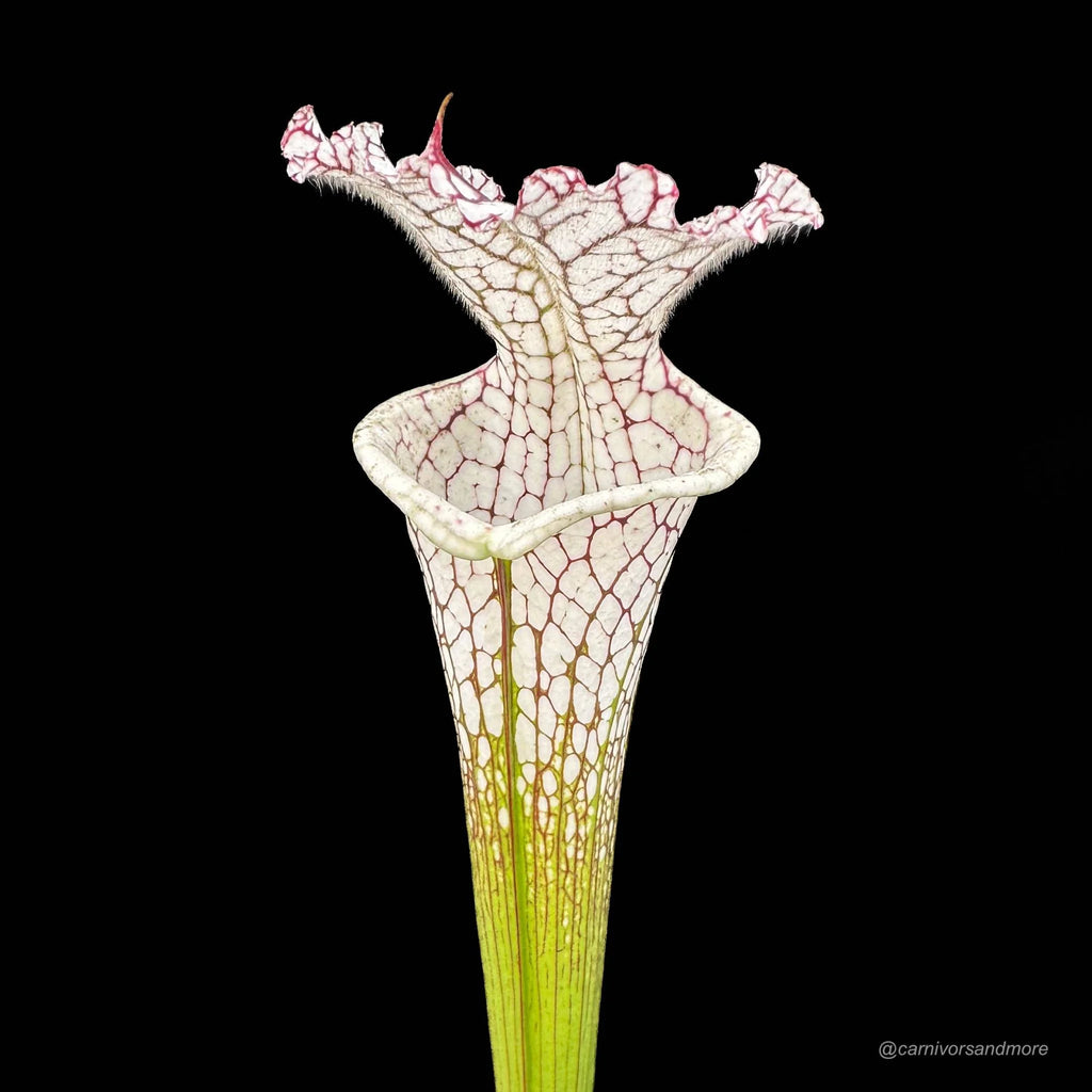 Sarracenia leucophylla „Tall Bright Pitchers“ 大森食虫植物農園