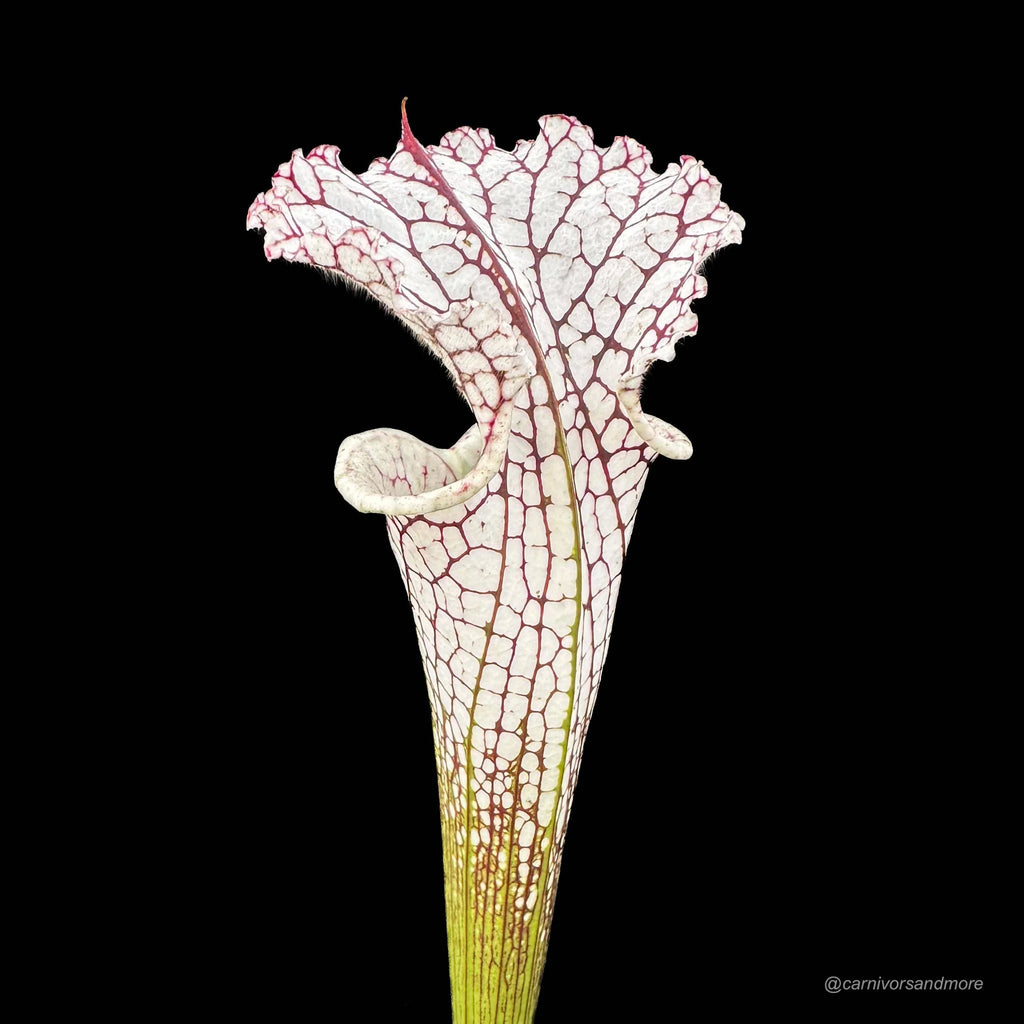 Sarracenia leucophylla „Tall Bright Pitchers“ 大森食虫植物農園