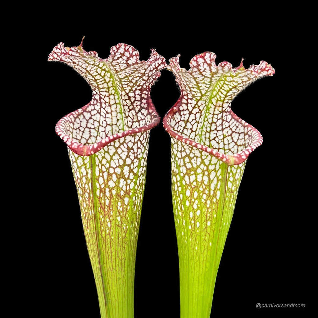 Sarracenia leucophylla „Tarnock“ 大森食虫植物農園