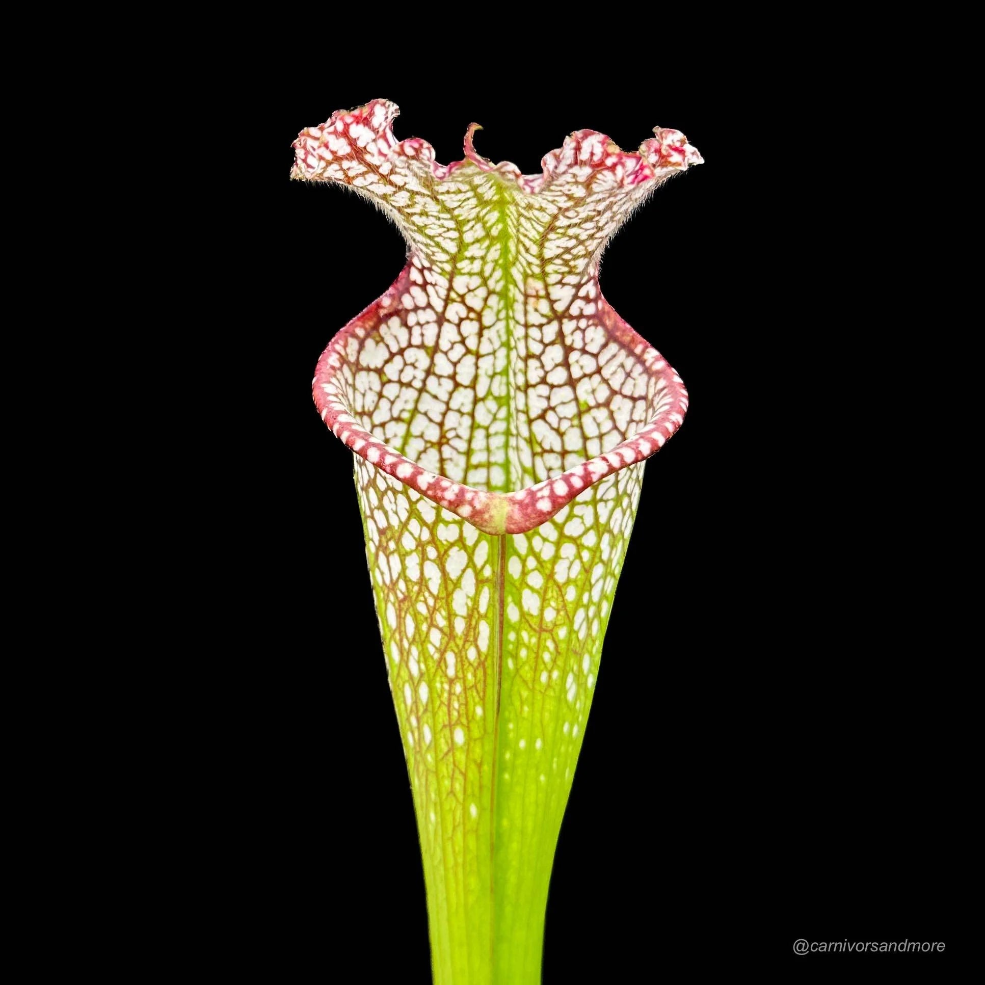 Sarracenia leucophylla „Tarnock“ 大森食虫植物農園