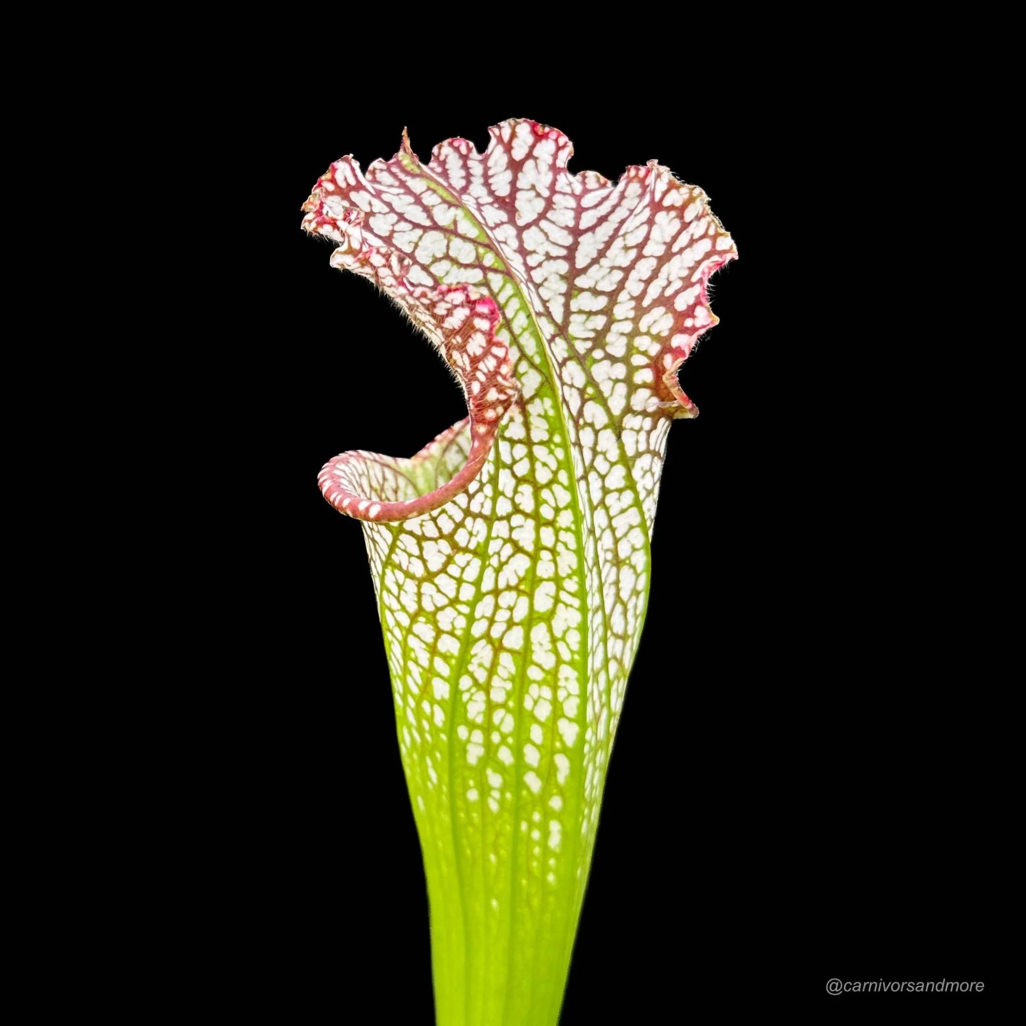 Sarracenia leucophylla „Tarnock“ 大森食虫植物農園