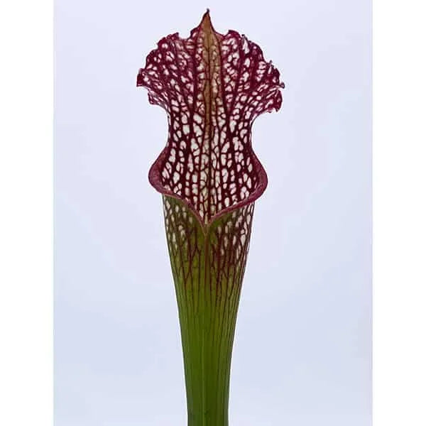 Sarracenia leucophylla „Tepui 2 SL“ 大森食虫植物農園