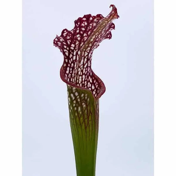 Sarracenia leucophylla „Tepui 2 SL“ 大森食虫植物農園