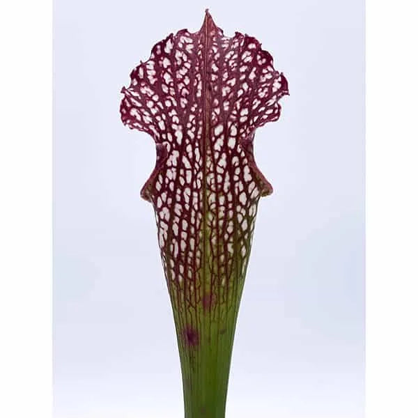 Sarracenia leucophylla „Tepui 2 SL“ 大森食虫植物農園