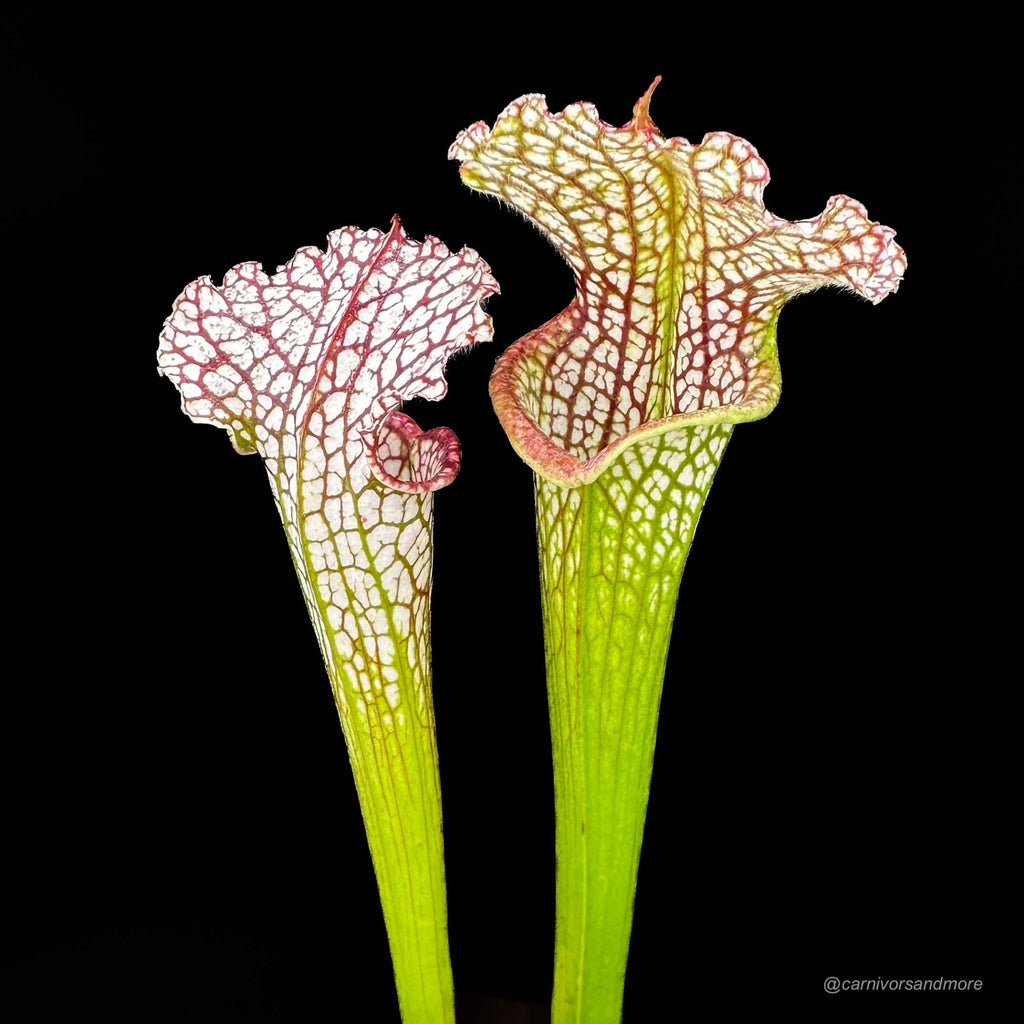 Sarracenia leucophylla „Very Large Autumn pitchers“, Mobile Co. 大森食虫植物農園