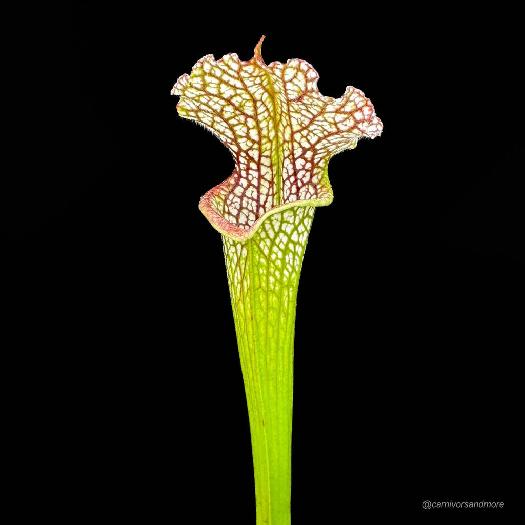 Sarracenia leucophylla „Very Large Autumn pitchers“, Mobile Co. 大森食虫植物農園