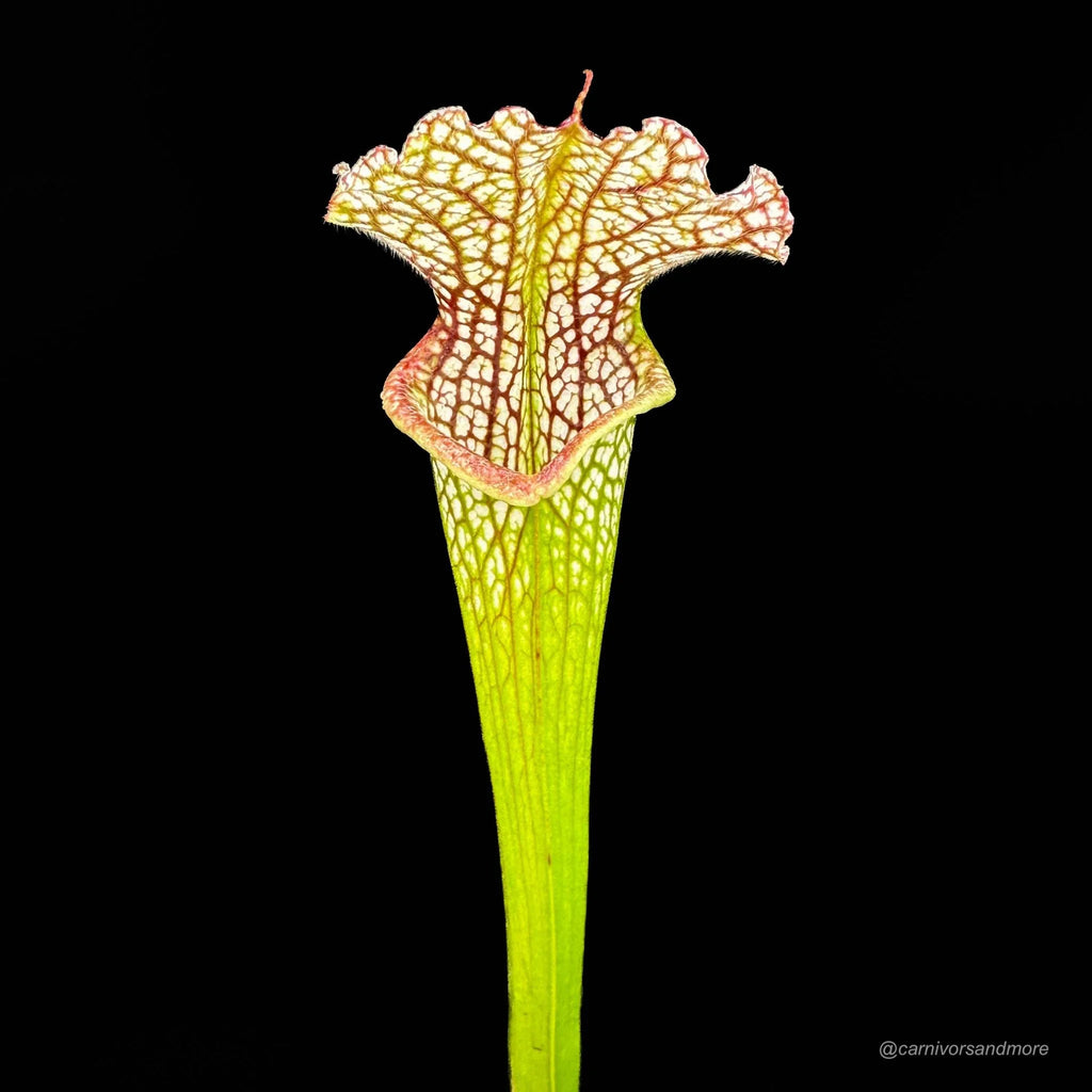 Sarracenia leucophylla „Very Large Autumn pitchers“, Mobile Co. 大森食虫植物農園