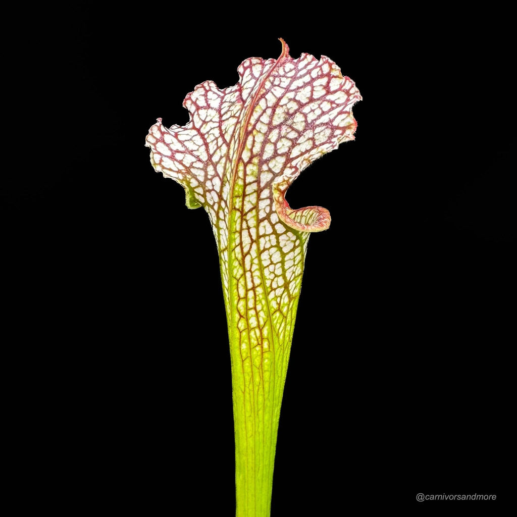 Sarracenia leucophylla „Very Large Autumn pitchers“, Mobile Co. 大森食虫植物農園