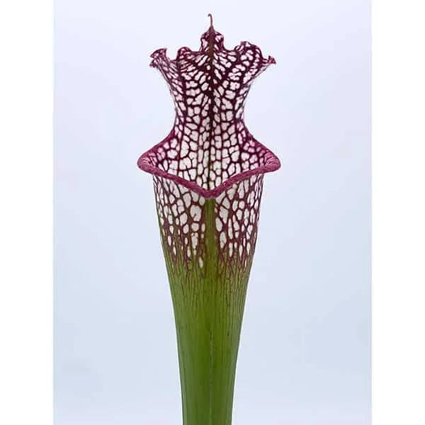 Sarracenia leucophylla „Very Red“, Eastpoint Franklin Co, SL L 56, 30 cm 大森食虫植物農園