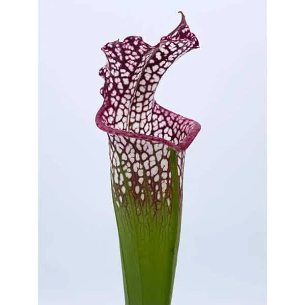 Sarracenia leucophylla „Very Red“, Eastpoint Franklin Co, SL L 56, 30 cm 大森食虫植物農園
