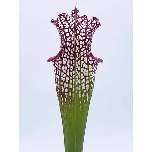 Sarracenia leucophylla „Very Red“, Eastpoint Franklin Co, SL L 56, 30 cm 大森食虫植物農園