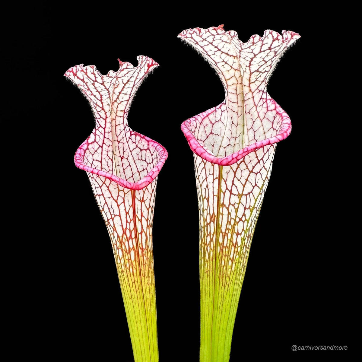 Sarracenia leucophylla “Very tall pitcher, Pink Lip“, 40-50 cm, hardy 大森食虫植物農園