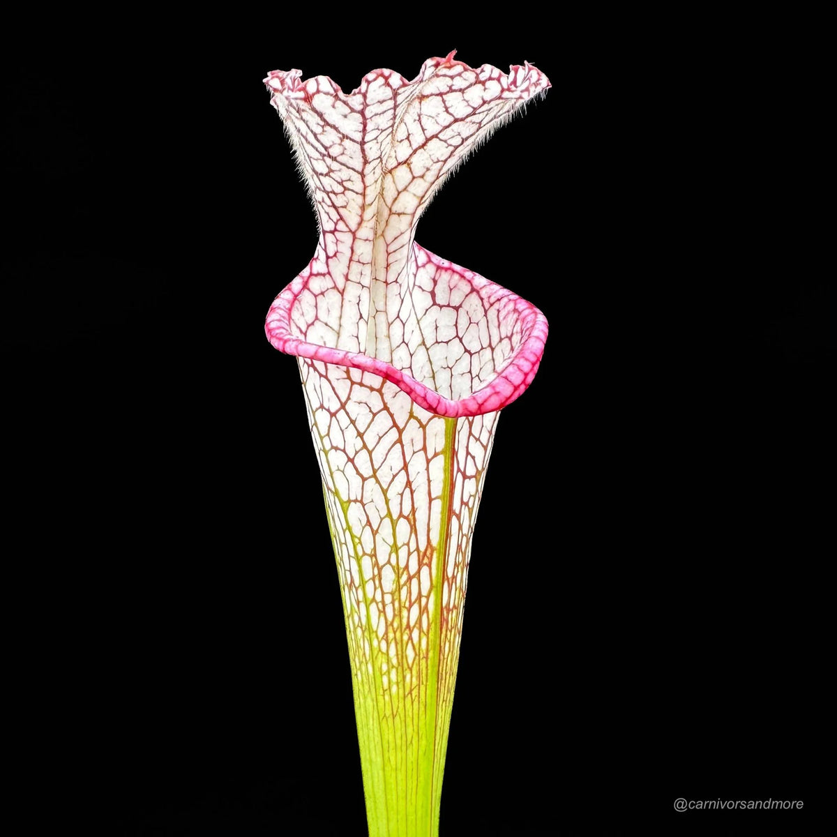Sarracenia leucophylla “Very tall pitcher, Pink Lip“, 40-50 cm, hardy 大森食虫植物農園