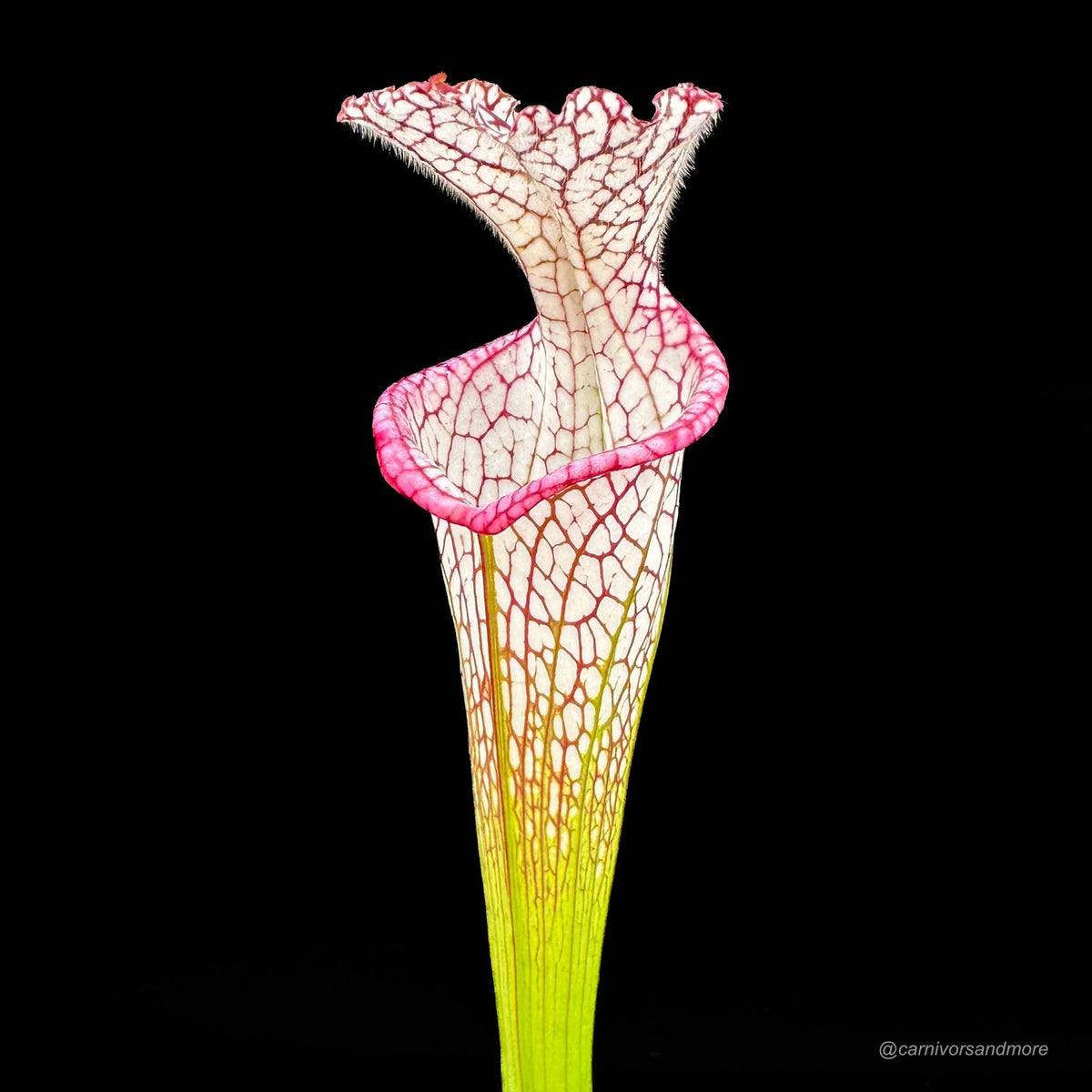 Sarracenia leucophylla “Very tall pitcher, Pink Lip“, 40-50 cm, hardy 大森食虫植物農園