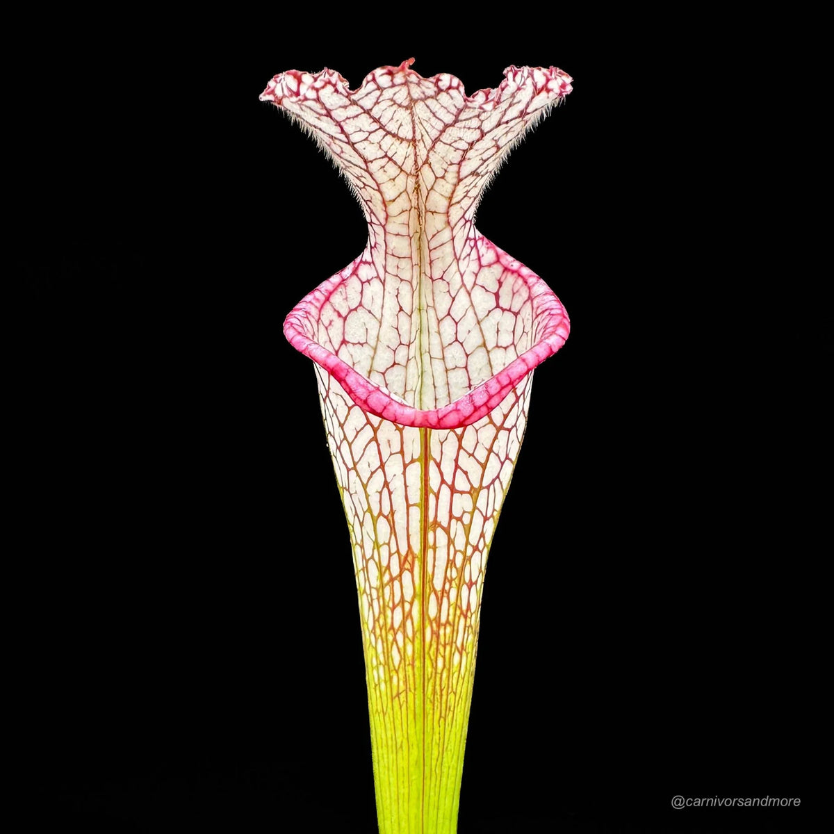 Sarracenia leucophylla “Very tall pitcher, Pink Lip“, 40-50 cm, hardy 大森食虫植物農園