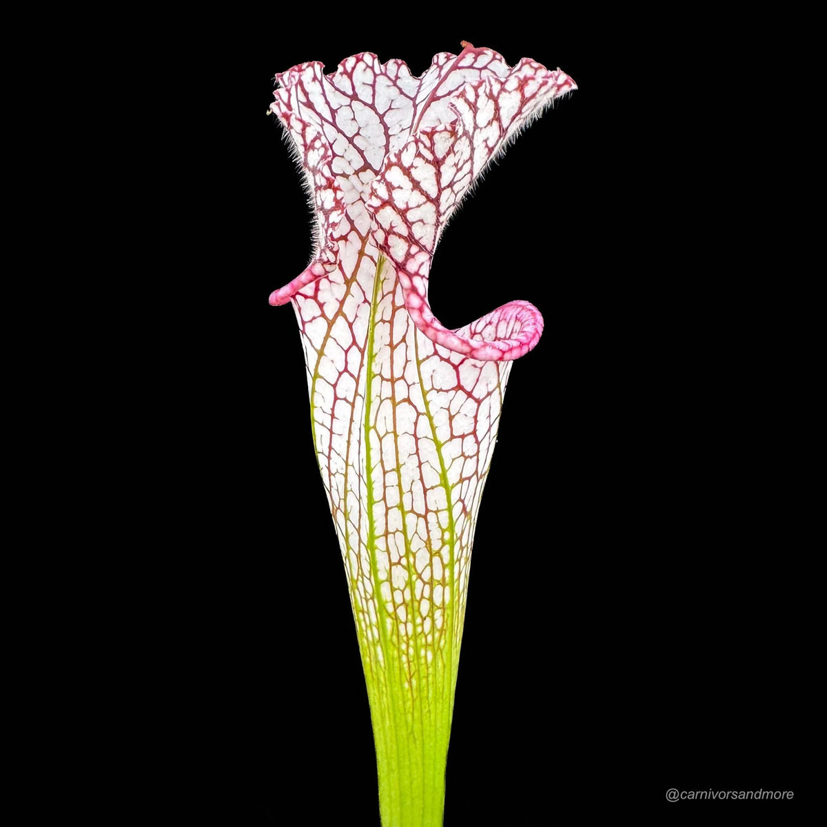 Sarracenia leucophylla “Very tall pitcher, Pink Lip“, 40-50 cm, hardy 大森食虫植物農園