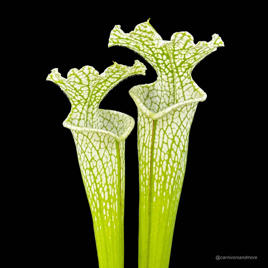 Sarracenia leucophylla „White/Green“, SL L 10 大森食虫植物農園