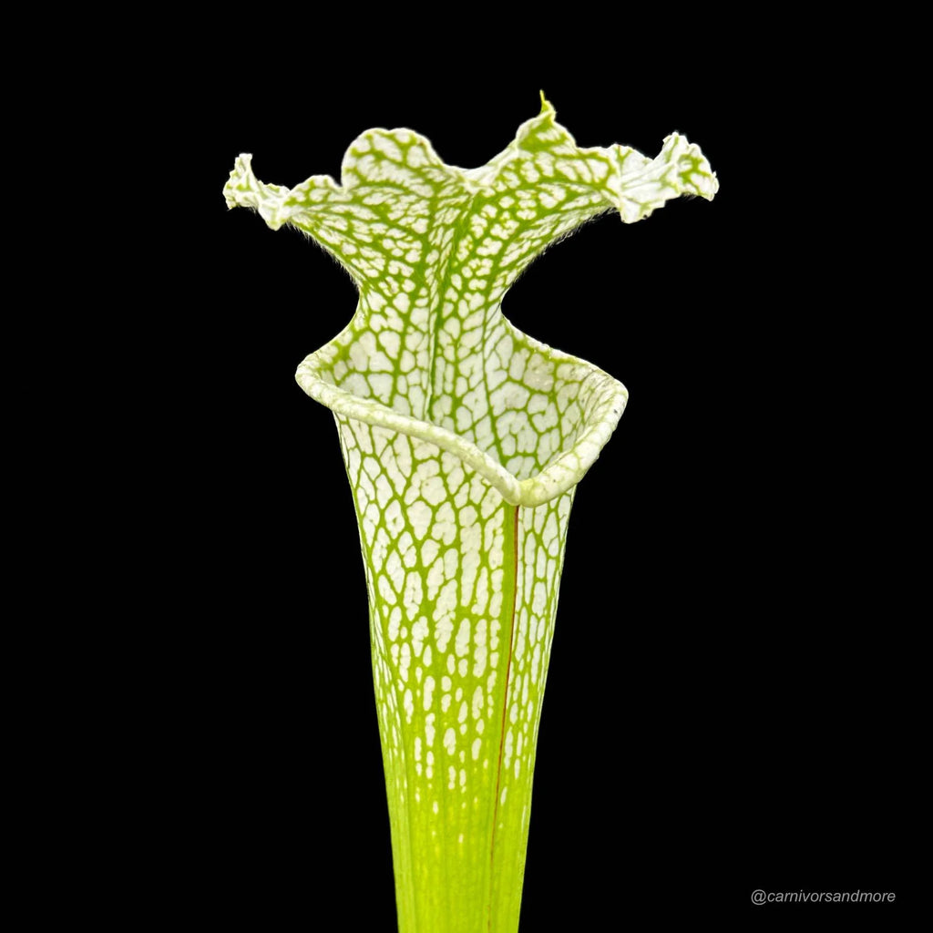 Sarracenia leucophylla „White/Green“, SL L 10 大森食虫植物農園