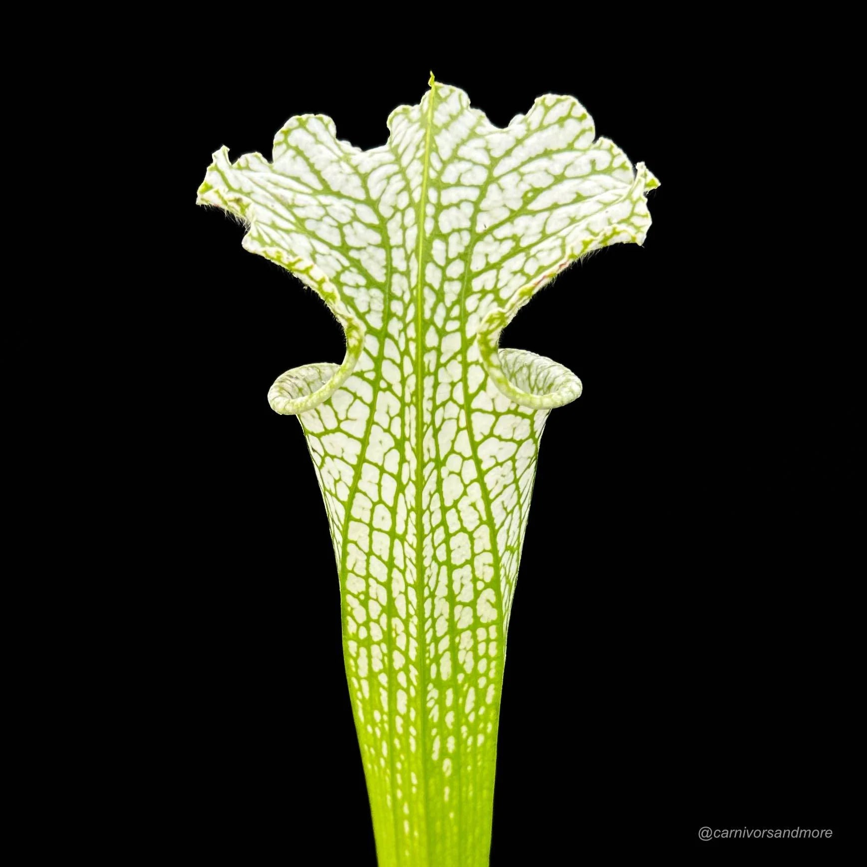 Sarracenia leucophylla „White/Green“, SL L 10 大森食虫植物農園