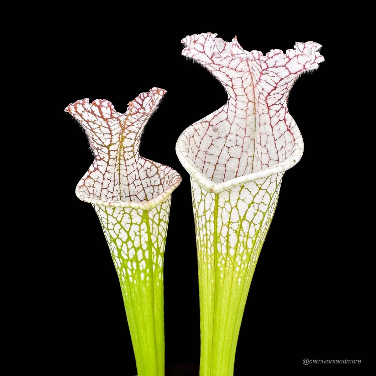 Sarracenia leucophylla “Wide open Throat CK“, division 大森食虫植物農園