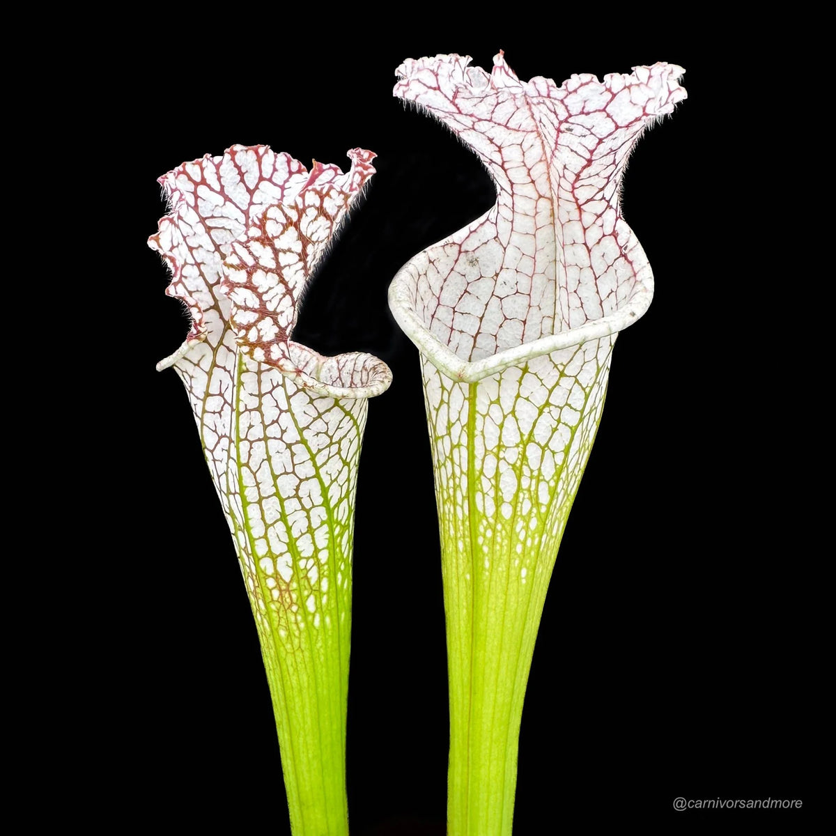 Sarracenia leucophylla “Wide open Throat CK“, division 大森食虫植物農園