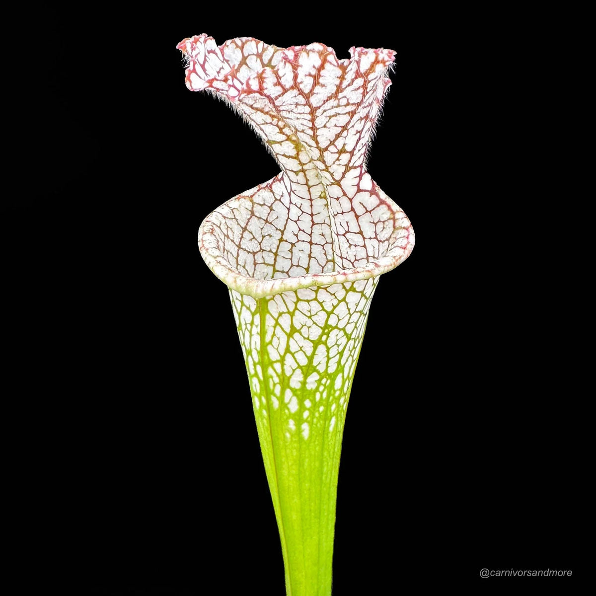 Sarracenia leucophylla “Wide open Throat CK“, division 大森食虫植物農園