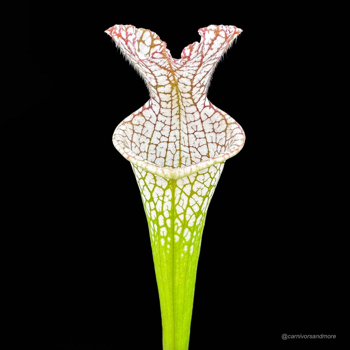 Sarracenia leucophylla “Wide open Throat CK“, division 大森食虫植物農園