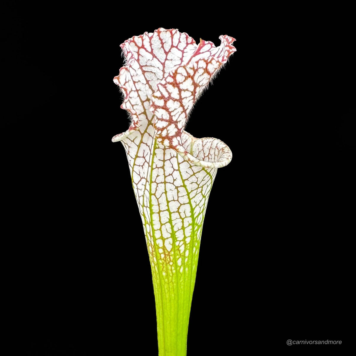 Sarracenia leucophylla “Wide open Throat CK“, division 大森食虫植物農園