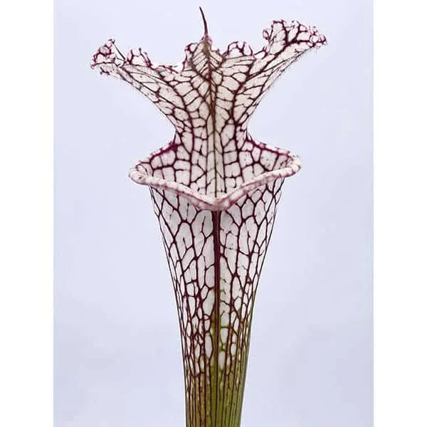 Sarracenia leucophylla „X1“ 大森食虫植物農園