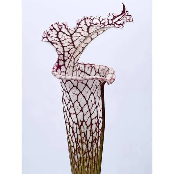 Sarracenia leucophylla „X1“ 大森食虫植物農園