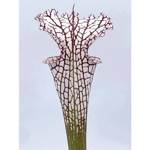Sarracenia leucophylla „X1“ 大森食虫植物農園