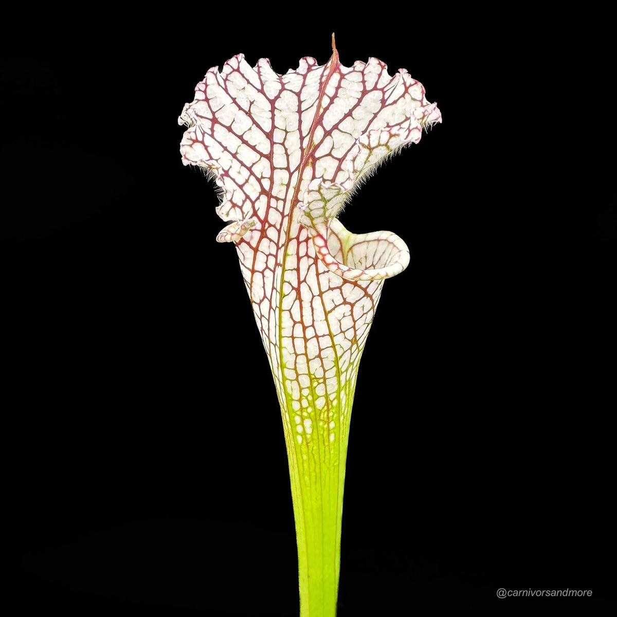 Sarracenia leucophylla “X1“ 大森食虫植物農園