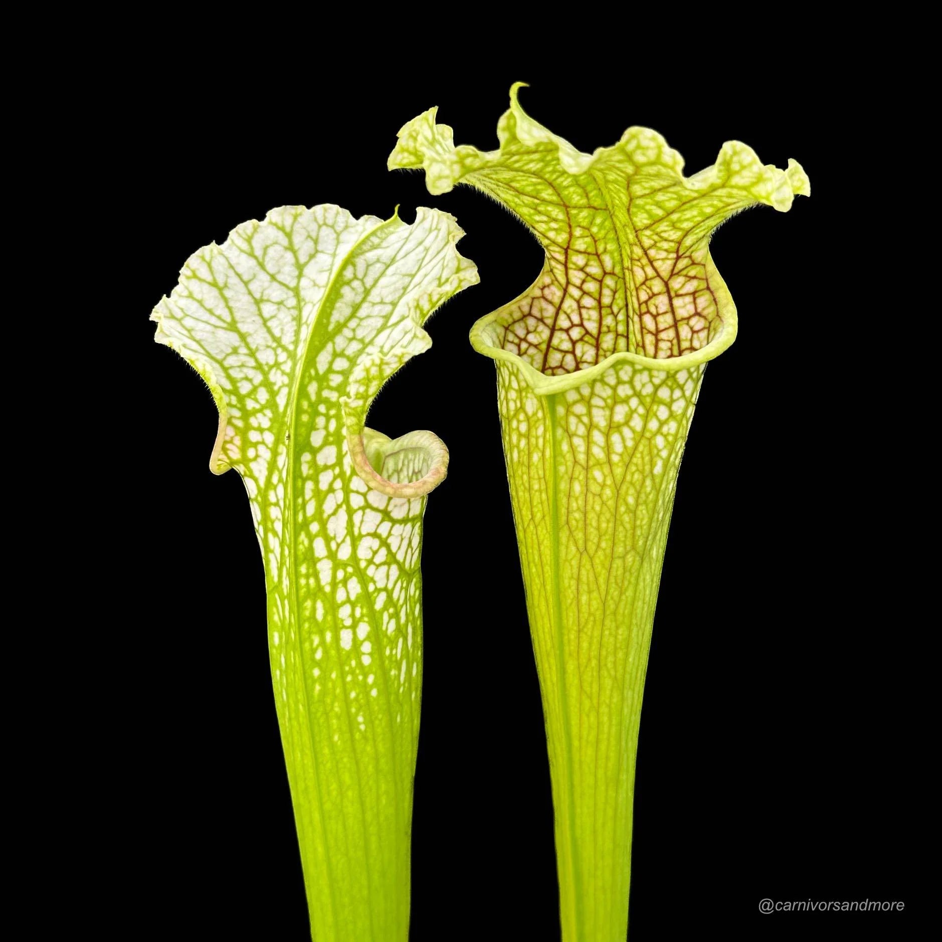 Sarracenia leucophylla „X 2“ 大森食虫植物農園