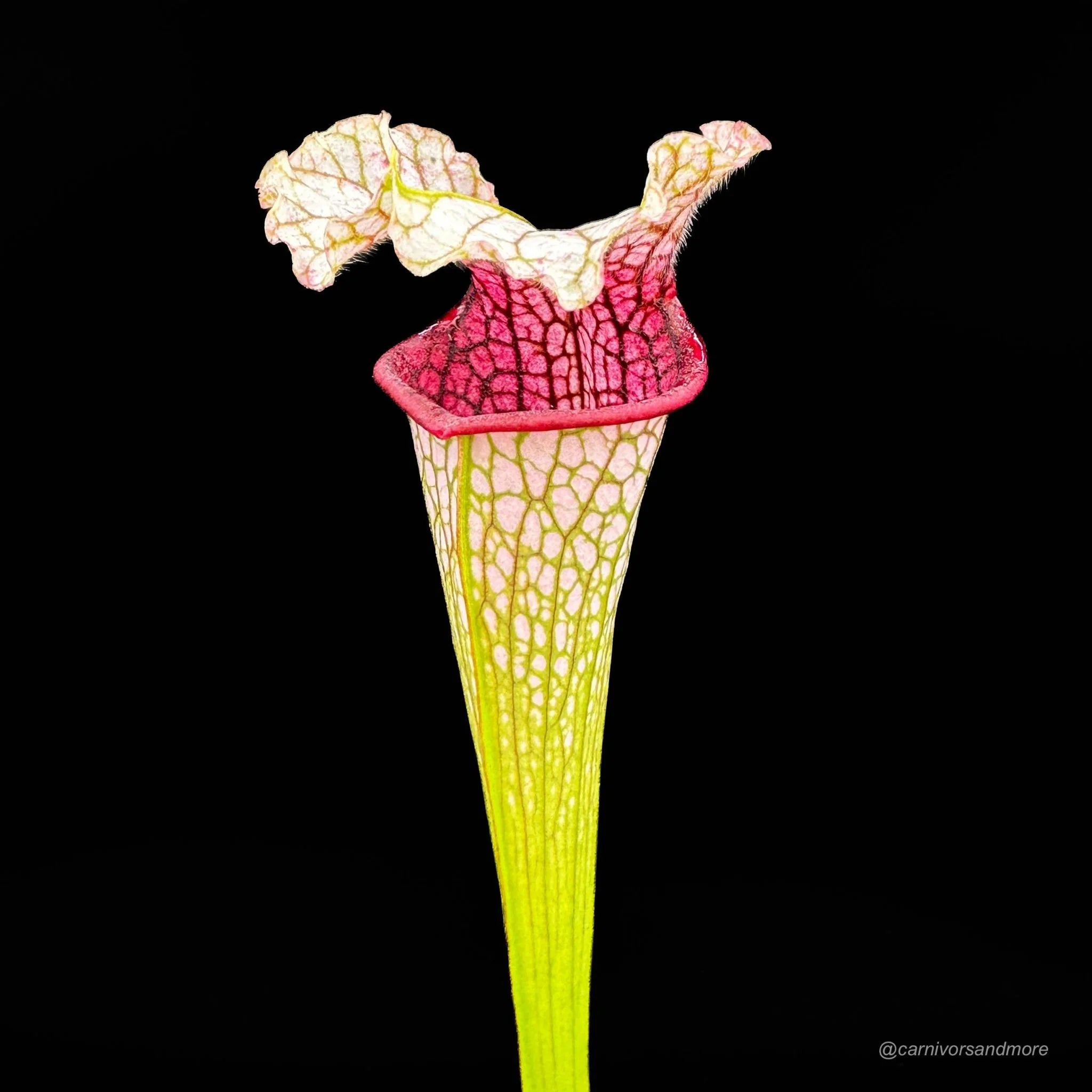 Sarracenia leucophylla „Yellow Flower/Wavy Lid“ PW 大森食虫植物農園