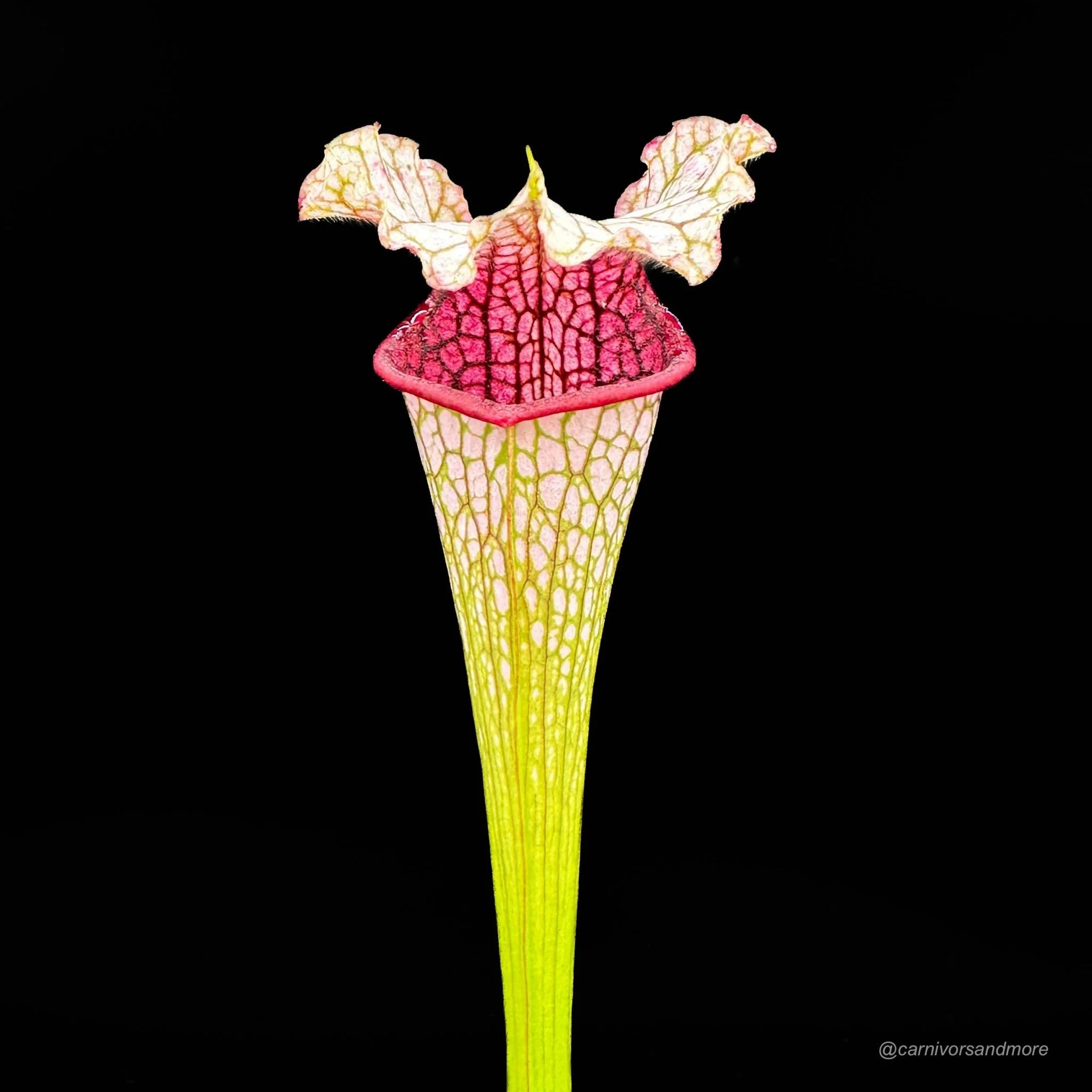Sarracenia leucophylla „Yellow Flower/Wavy Lid“ PW 大森食虫植物農園