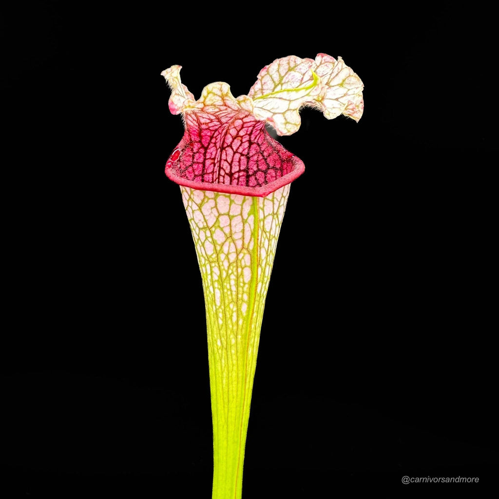 Sarracenia leucophylla „Yellow Flower/Wavy Lid“ PW 大森食虫植物農園