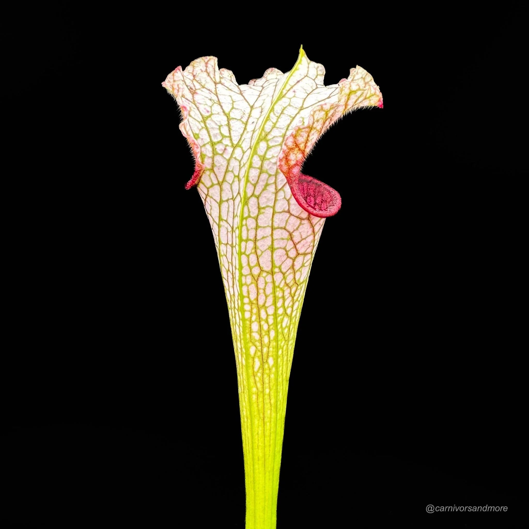 Sarracenia leucophylla „Yellow Flower/Wavy Lid“ PW 大森食虫植物農園