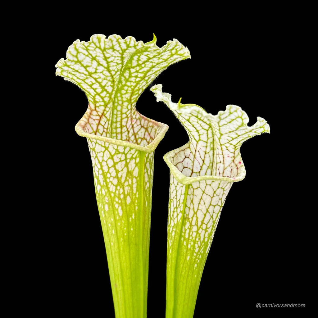 Sarracenia leucophylla „Yellow Flower“ 大森食虫植物農園
