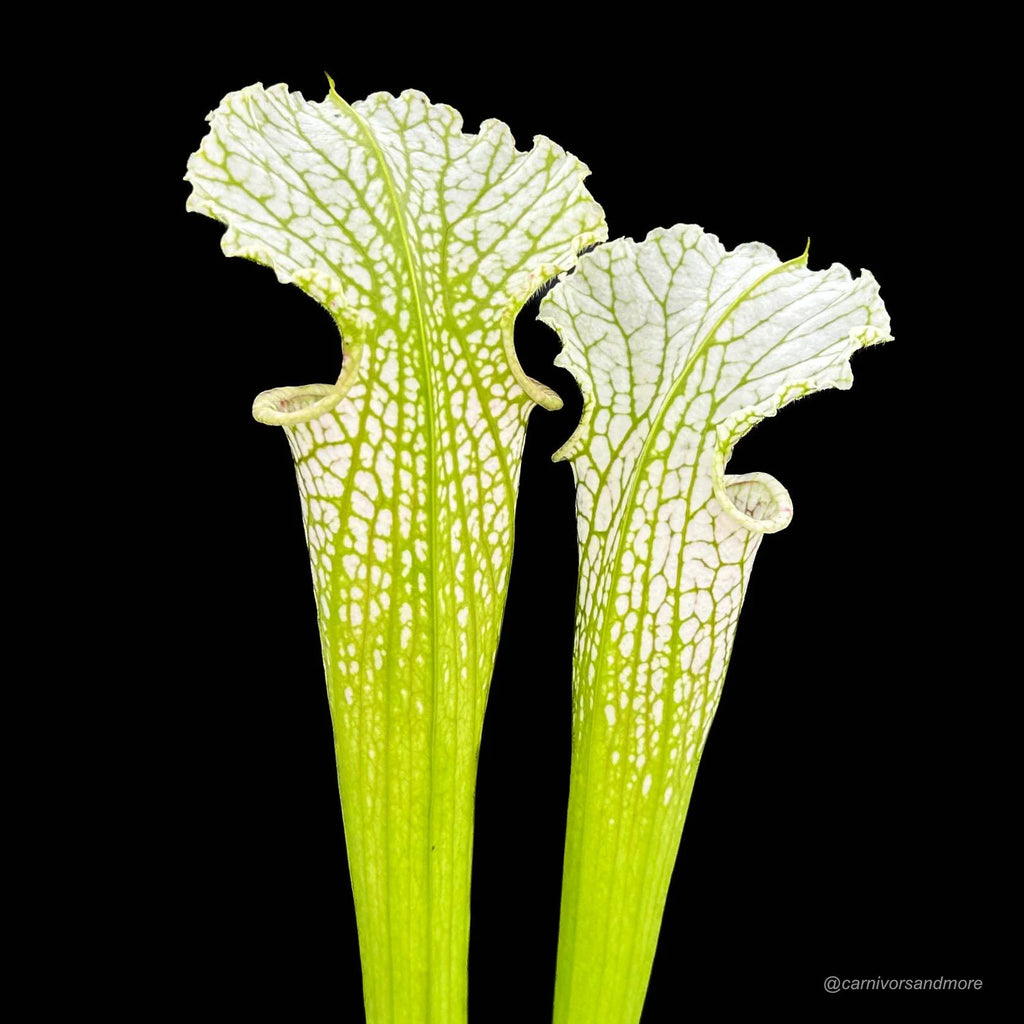 Sarracenia leucophylla „Yellow Flower“ 大森食虫植物農園