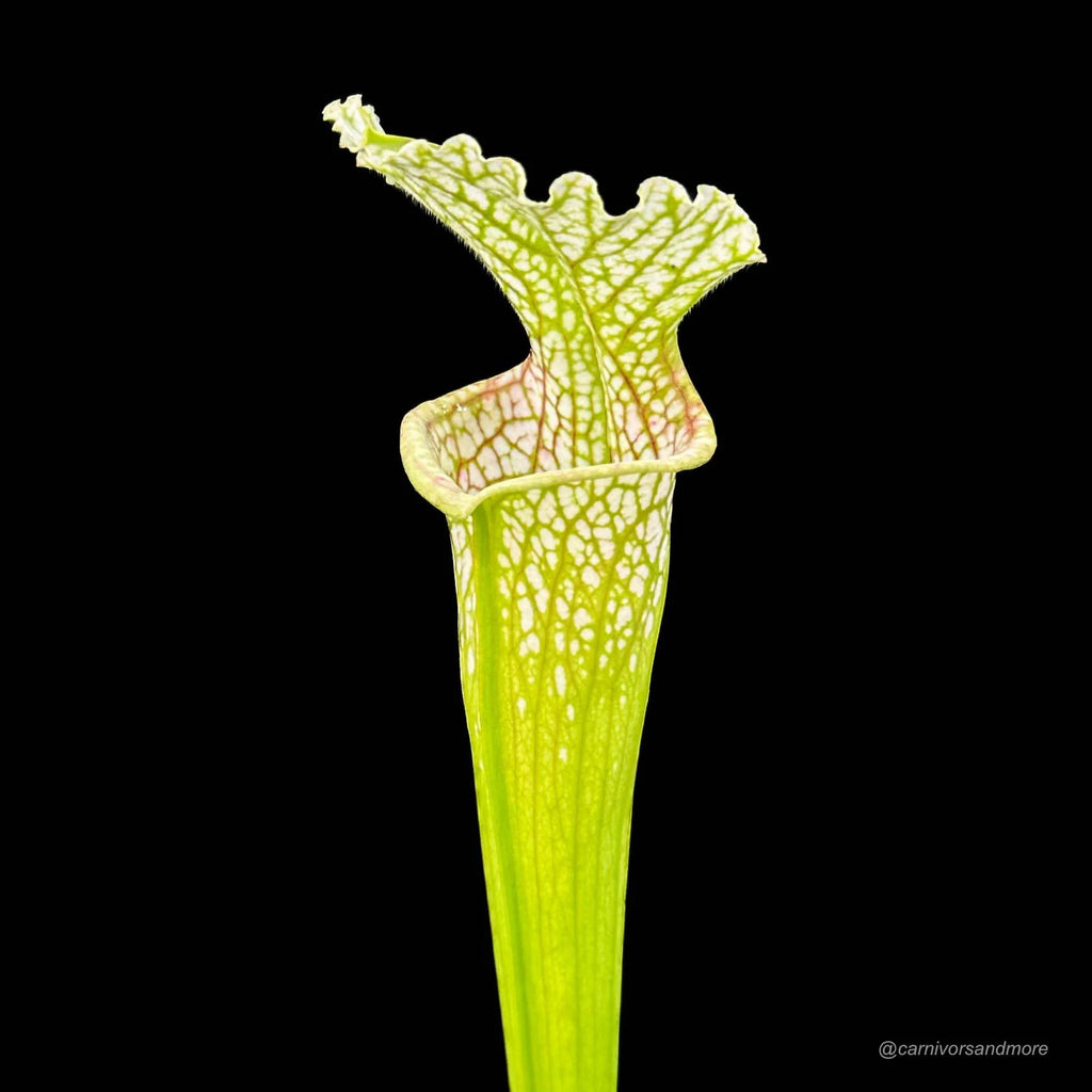 Sarracenia leucophylla „Yellow Flower“ 大森食虫植物農園