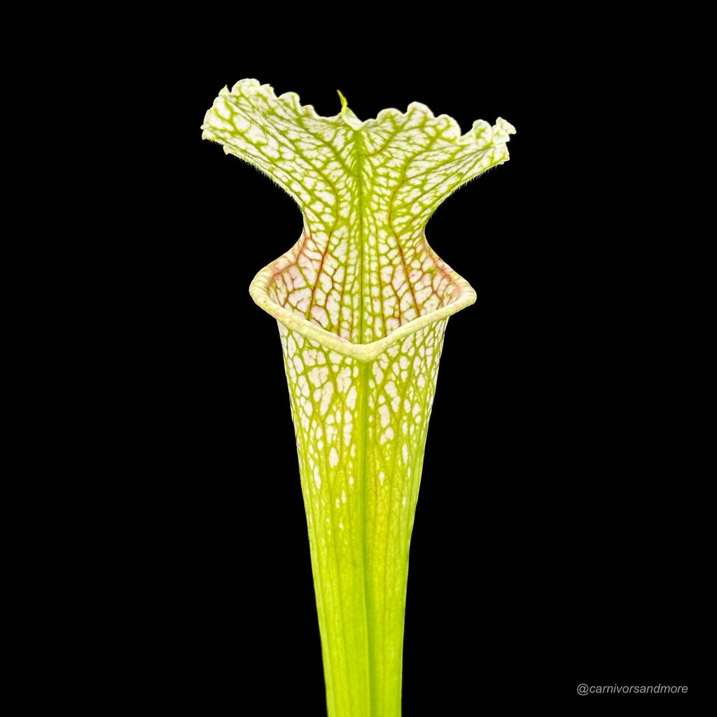 Sarracenia leucophylla „Yellow Flower“ 大森食虫植物農園