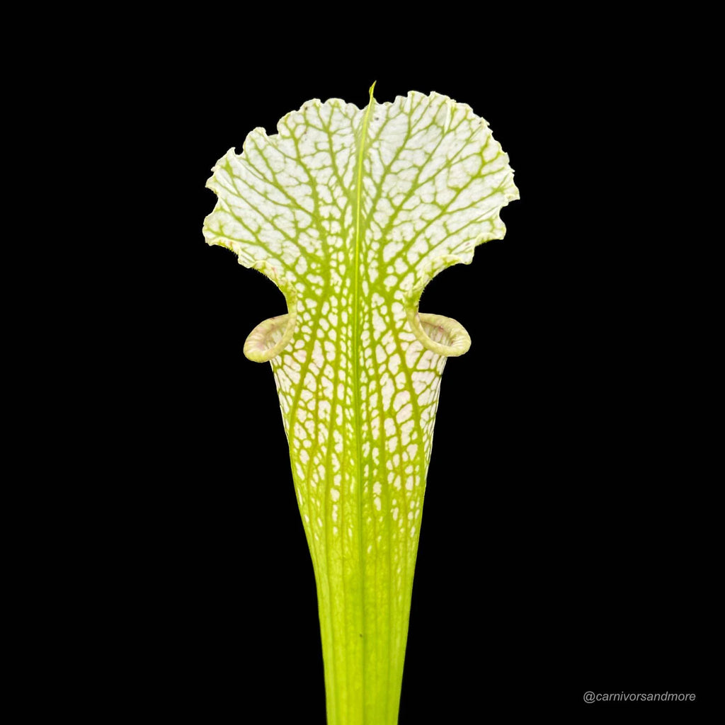 Sarracenia leucophylla „Yellow Flower“ 大森食虫植物農園