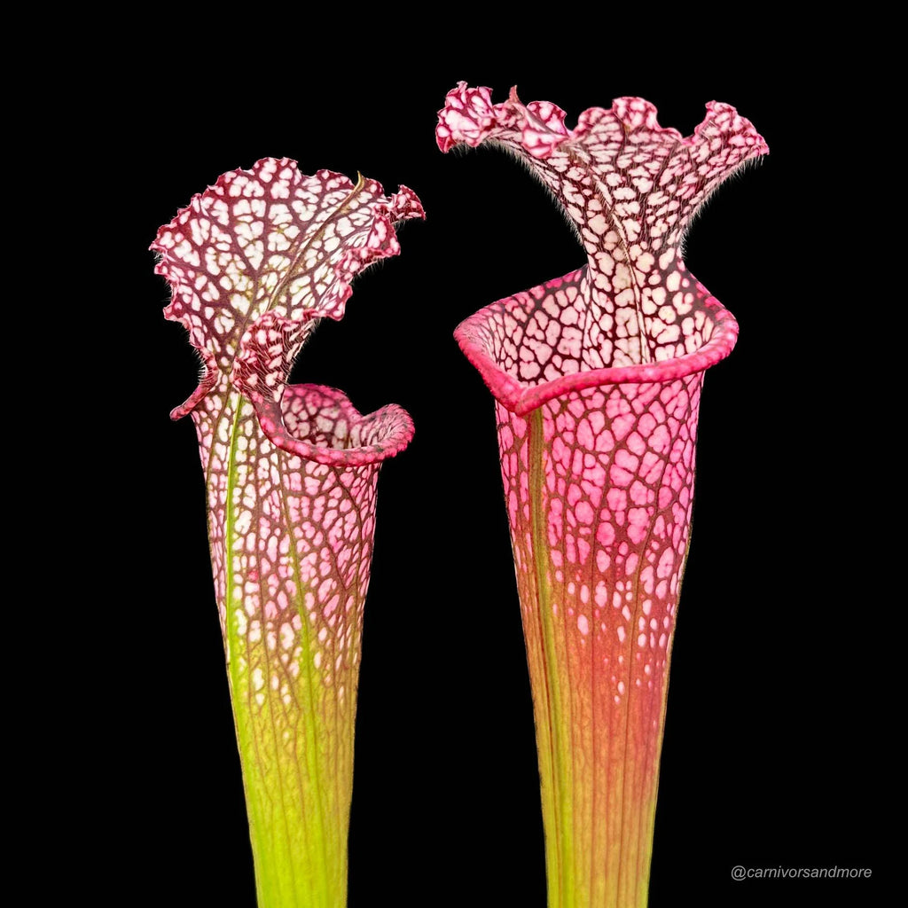 Sarracenia leucophylla „cv. Dionne“ 大森食虫植物農園
