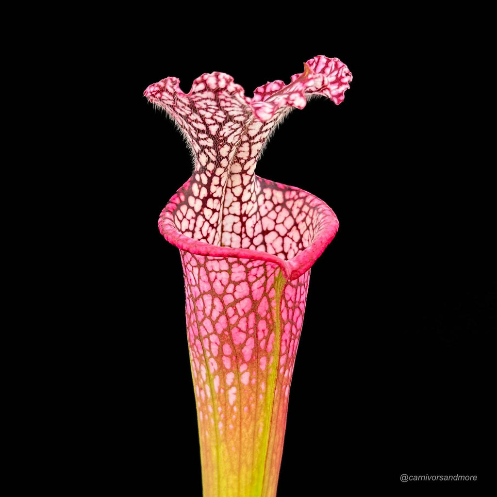 Sarracenia leucophylla „cv. Dionne“ 大森食虫植物農園
