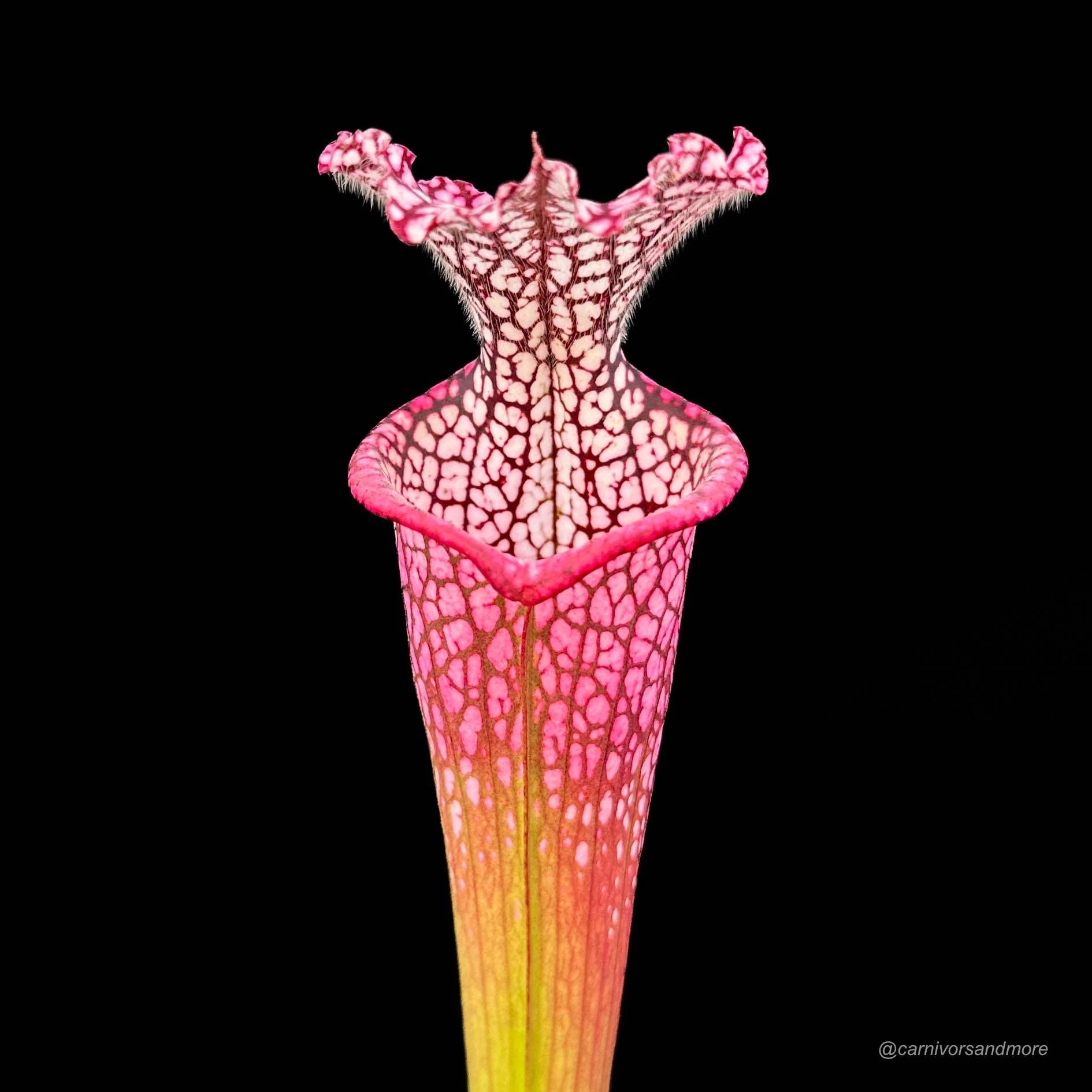 Sarracenia leucophylla „cv. Dionne“ 大森食虫植物農園
