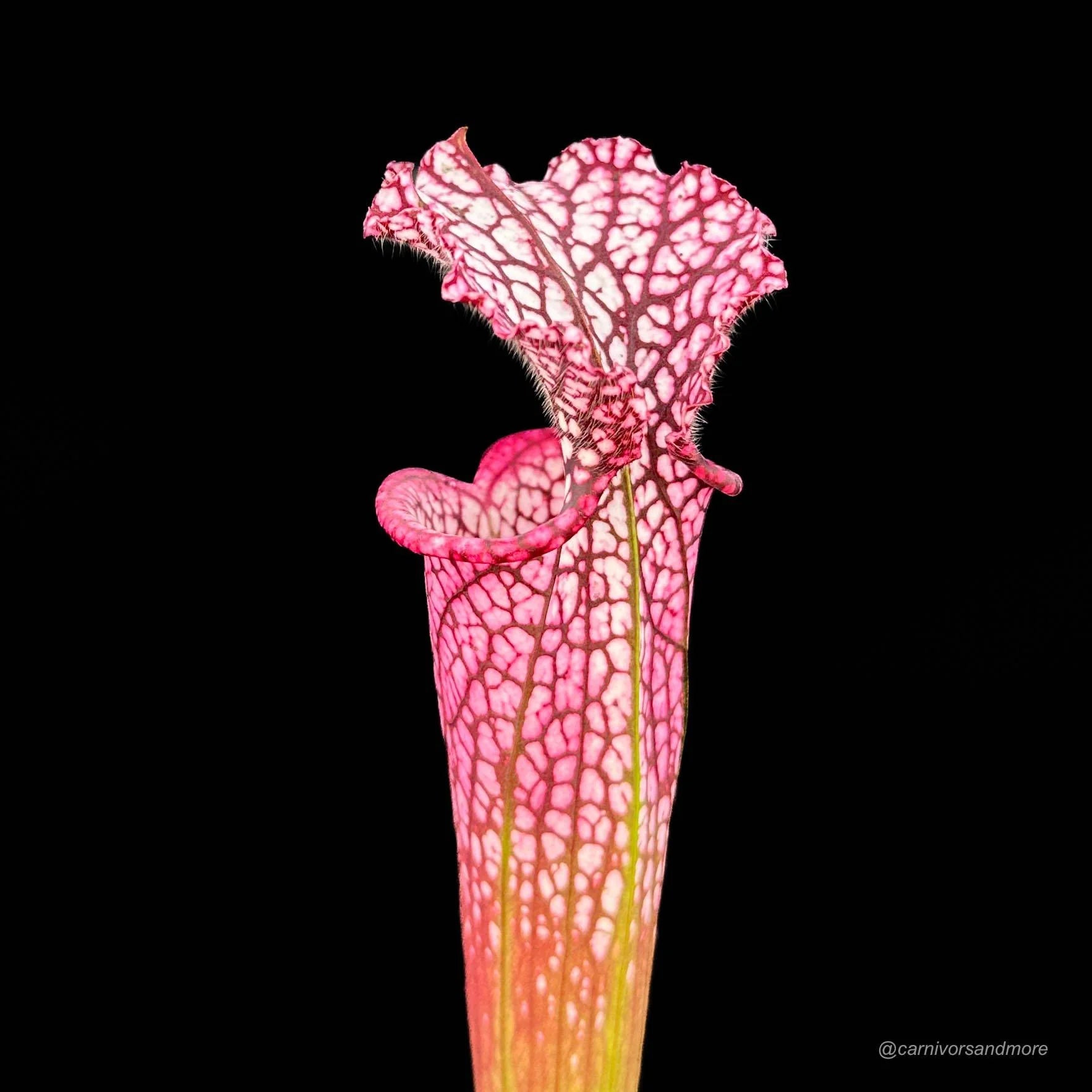 Sarracenia leucophylla „cv. Dionne“ 大森食虫植物農園